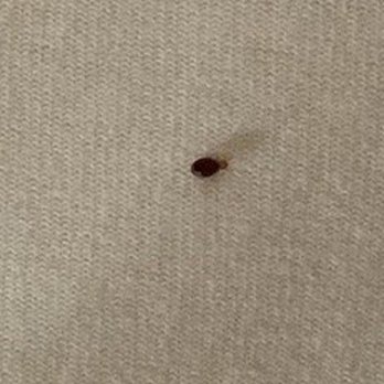 Cayucos Beach Inn - Bedbug. - Hotels Near Me - Cayucos, California Cayucos Beach Inn - Bedbug. - Hotels Near Me - Cayucos, California