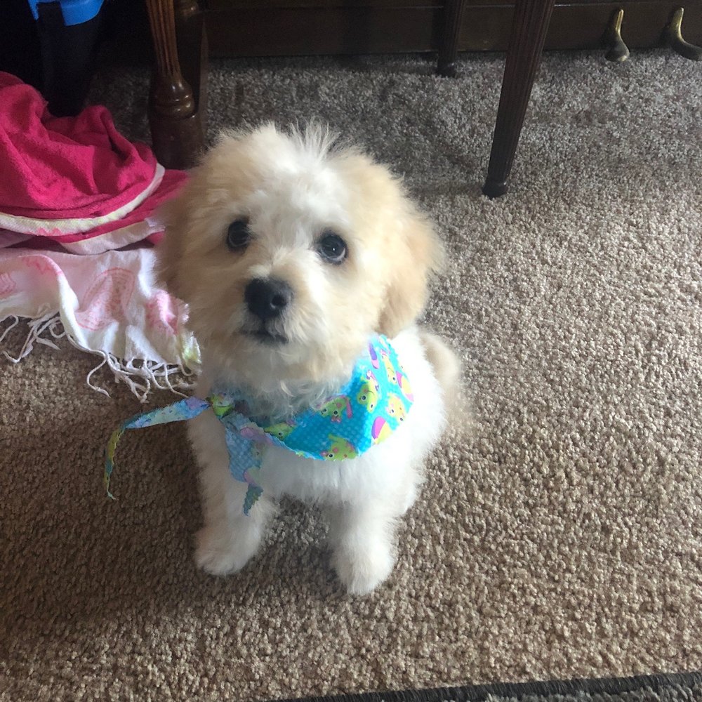 Pawsitive Karma - First ever groom with Pawsitive Karma - Pet Stores Near Me - Castro Valley, California Pawsitive Karma - First ever groom with Pawsitive Karma - Pet Stores Near Me - Castro Valley, California