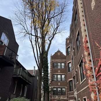 Meca Tree Service - After! Meca said it should be approximately 5yrs before it needs another trim. - Tree Services Near Me