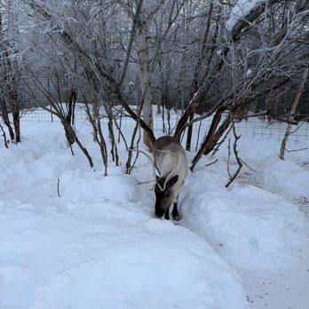 1. AK Sled Dog Tours