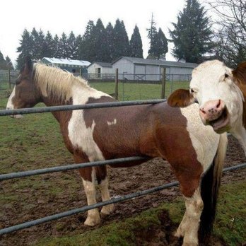Clover Sheet Metal - Little Humor . . . Cow Photo-bomb - Metal Fabricators Near Me Clover Sheet Metal - Little Humor . . . Cow Photo-bomb - Metal Fabricators Near Me