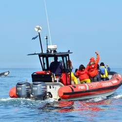Croisières Essipit - Croisières aux baleines avec Essipit