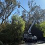 Westview Tree Experts