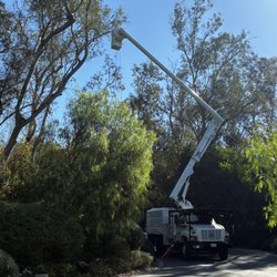 Westview Tree Experts - Eucalyptus trimming weight reduction thin in out so wind Can flow thru