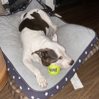 NorthShore Veterinary Clinic - MarilynCaliDog. She lived in 4 states and 2 countries. - Veterinarians Near Me - North Vancouver, British Columbia NorthShore Veterinary Clinic - MarilynCaliDog. She lived in 4 states and 2 countries. - Veterinarians Near Me - North Vancouver, British Columbia