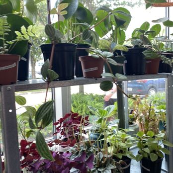 Cool Hand Robyn Pottery and Plants - Plants - Nurseries & Gardening Near Me - Orlando, Florida Cool Hand Robyn Pottery and Plants - Plants - Nurseries & Gardening Near Me - Orlando, Florida