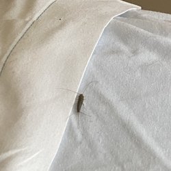 Marquis Newberg Post Acute Rehab - Bugs in my room and my bed.