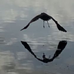 Medicine Without Meds - Time to Fly!