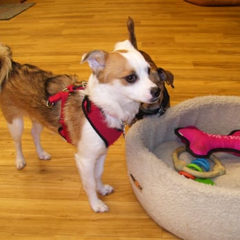 Wee Tails Play Care and Training Center - Pet Training Near Me Wee Tails Play Care and Training Center - Pet Training Near Me