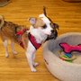 Photo of Wee Tails Play Care and Training Center