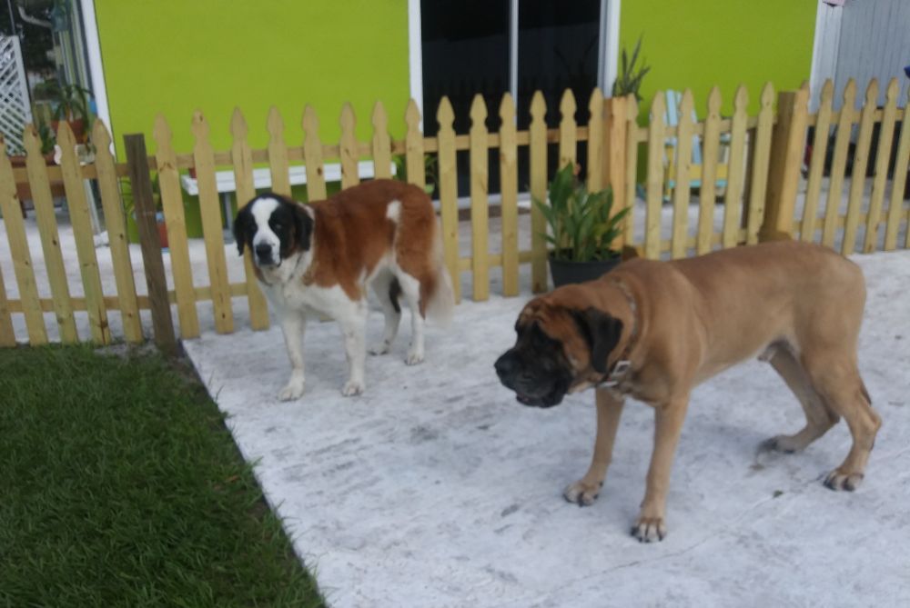 Shores Pets Image