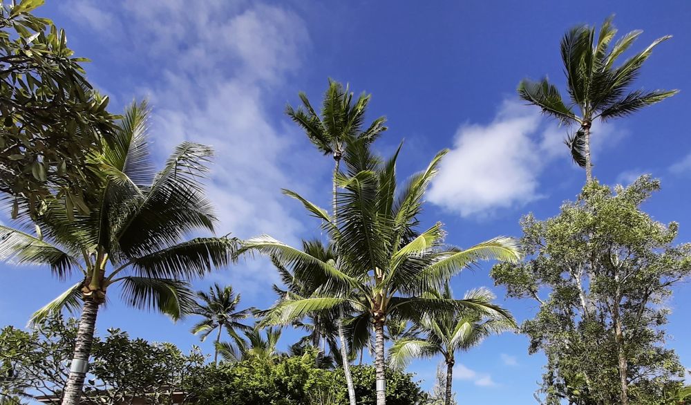 BEAUTIFUL TREES Updated April 2024 Request a Quote 10 Photos