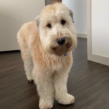 Diane's Dog Grooming - What a Wheaten face should look like - Pet Groomers Near Me - Camarillo, California Diane's Dog Grooming - What a Wheaten face should look like - Pet Groomers Near Me - Camarillo, California