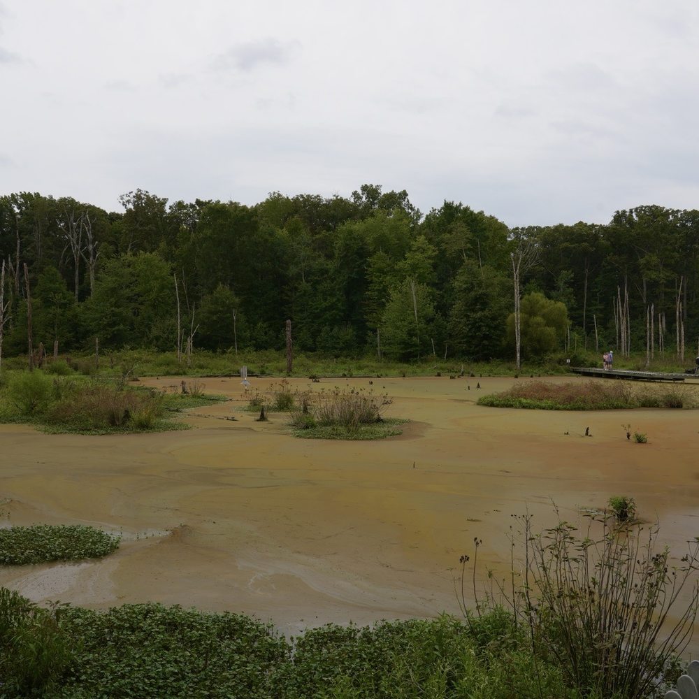 Huntley Meadows Park - Swamp - Parks Near Me - Alexandria, Virginia