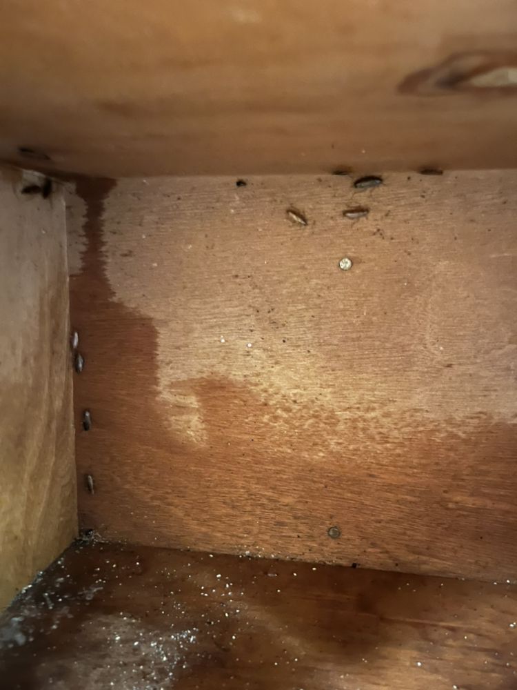 ENDEAVOR PEST MANAGEMENT 21 Photos Killeen, Texas Pest Control