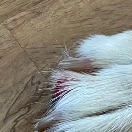 Her poor paw hurt and blistered. Steroids & antibiotics prescribed by vet. This place just didn't care nor felt sorry. Her poor paw hurt and blistered. Steroids & antibiotics prescribed by vet. This place just didn't care nor felt sorry.