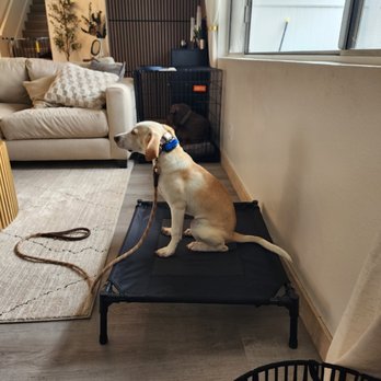 San Diego K9 Company - Pet Training Near Me - Temecula, California San Diego K9 Company - Pet Training Near Me - Temecula, California
