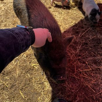 SoCalMiniPigs - Pet Breeders Near Me - Valley Center, California SoCalMiniPigs - Pet Breeders Near Me - Valley Center, California