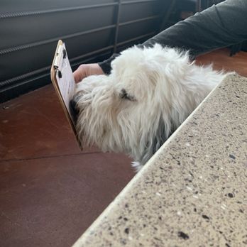 Lazy Dog Restaurant & Bar - 'I'll take the beef bowl, please' - Breakfast & Brunch Near Me - Northbrook, Illinois