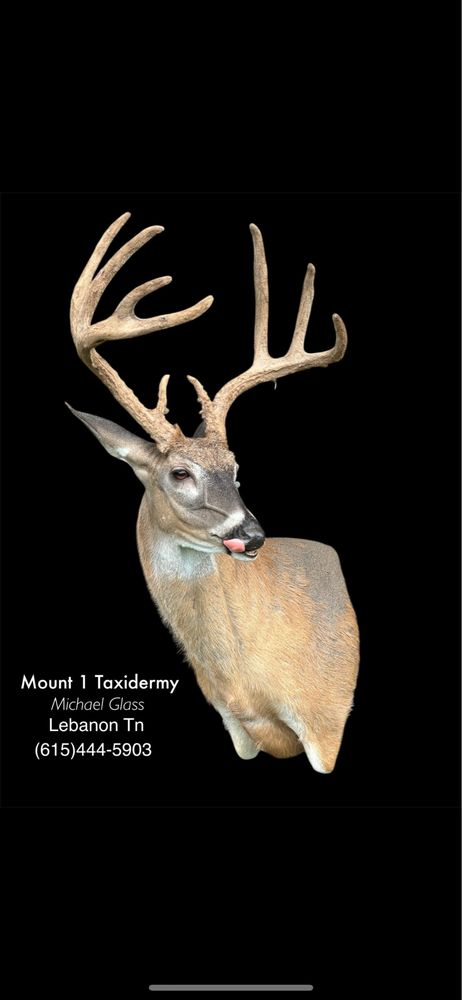 Mount 1 Taxidermy - taxidermy in Lebanon, TN