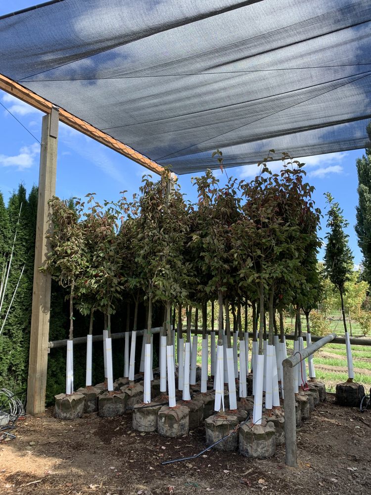 URBAN FOREST NURSERY, INC Updated September 2024 42 Photos 15119