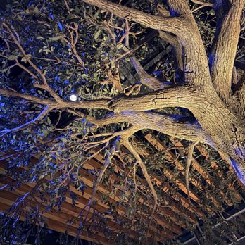 Sumomaya - Tree inside! - Mexican Near Me - Scottsdale, Arizona Sumomaya - Tree inside! - Mexican Near Me - Scottsdale, Arizona