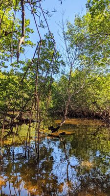 J.N. "Ding" Darling National Wildlife Refuge Visitor and Education Center by null