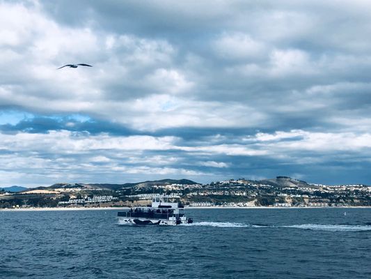 Dana Wharf Sportfishing & Whale Watching Dana Point by null