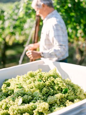 Slater Run Vineyards by null