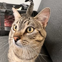 Palisade Veterinary Clinic - Feral Darryl, Duhrrell, Farrell