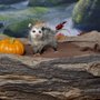 Wildlife Rescue Coalition of Northeast Florida