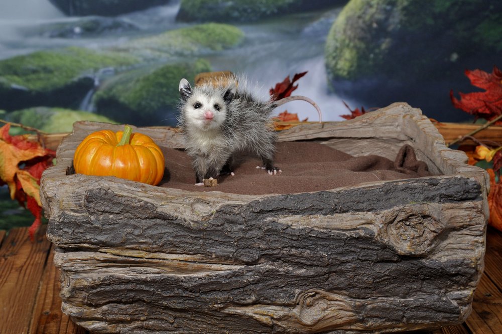 Wildlife Rescue Coalition of Northeast Florida - social services organization in Jacksonville, FL