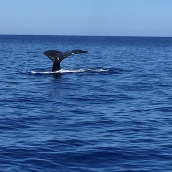 Kai Kanani Sailing - More whale visits while aboard - Boat Charters Near Me - Wailea, Hawaii