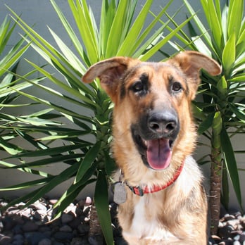Petfriender - Ziggy out and about enjoying his yard! - Pet Sitting Near Me Petfriender - Ziggy out and about enjoying his yard! - Pet Sitting Near Me