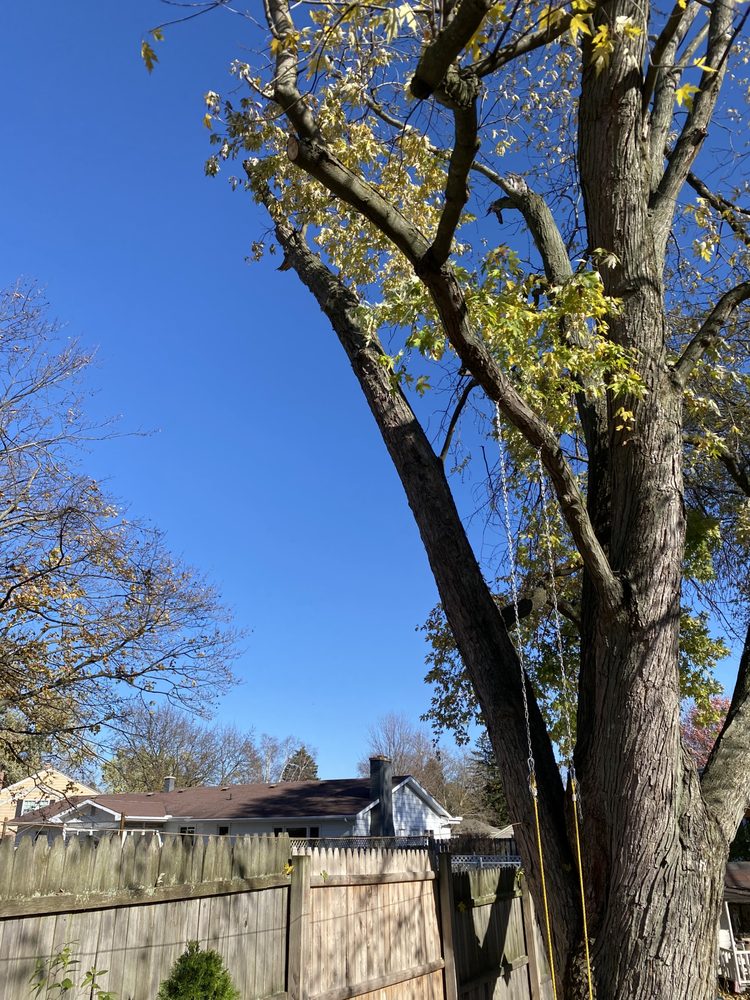 Big Chipper - tree service in Grand Rapids, MI