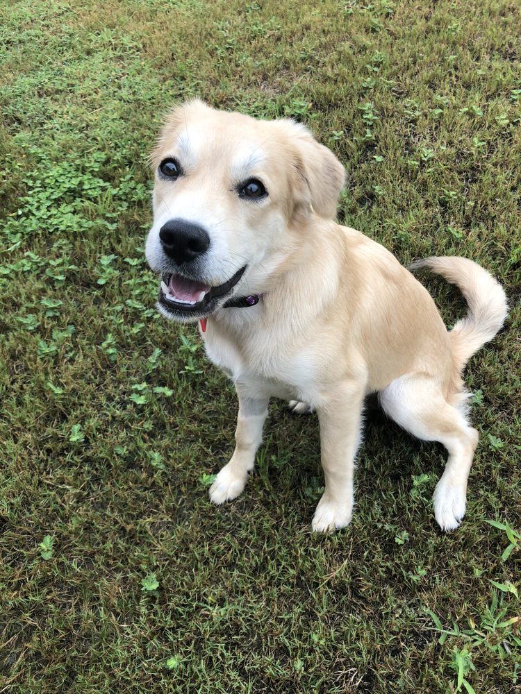 Family Pet Services - pet boarding facility in Grovetown, GA