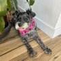 Photo of Point Loma Dog Salon