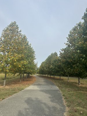 Legacy Trail by null