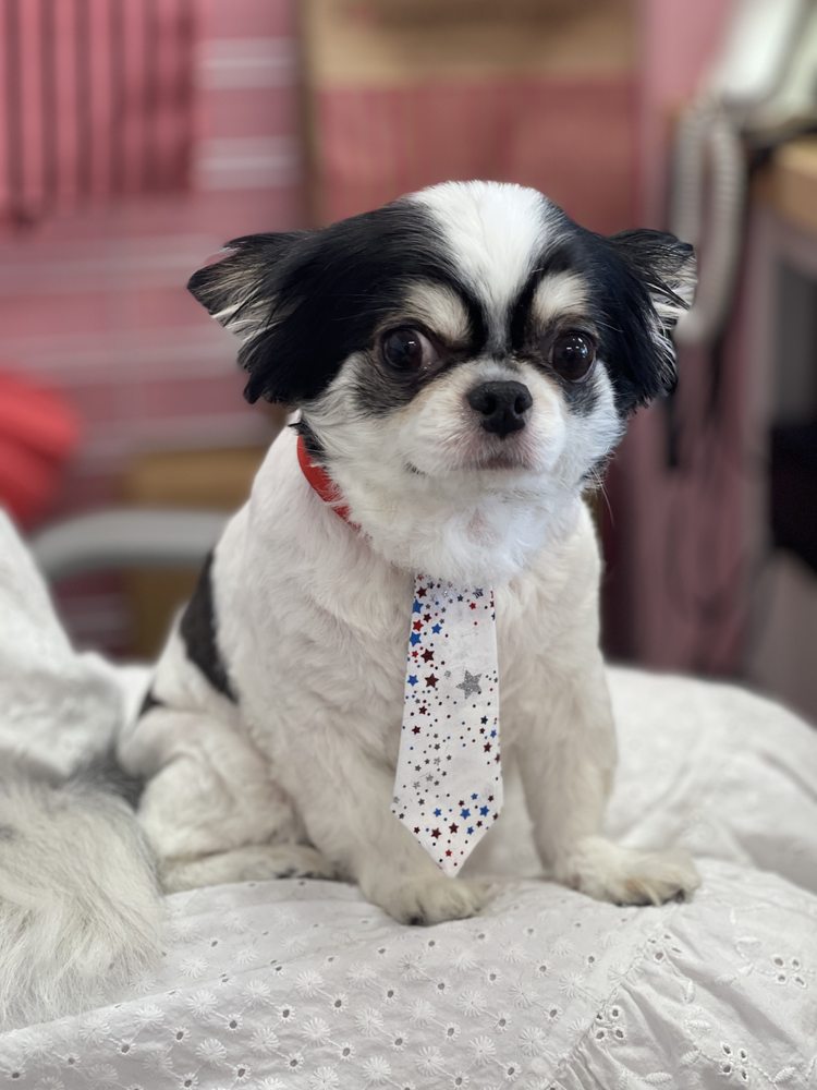 Woof Gang Bakery & Grooming - Key Biscayne Image