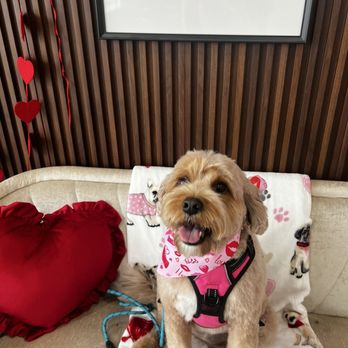 Paw Spa Pet Services - Great dog grooming service - Pet Groomers Near Me - Fulshear, Texas