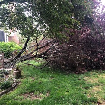 Gutierrez Enterprise - Tree Services Near Me