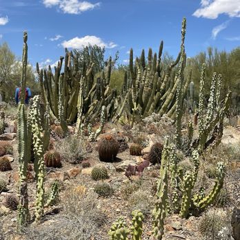 Arizona-Sonora Desert Museum - Cactus garden - Museums Near Me - Tucson, Arizona