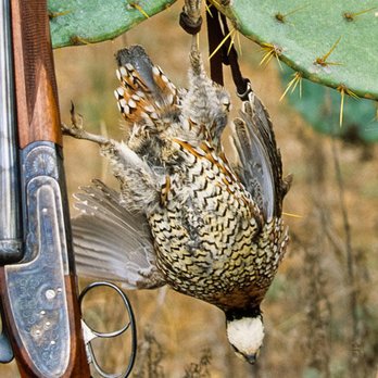Fieldsport - Guns & Ammo Near Me - Traverse City, Michigan Fieldsport - Guns & Ammo Near Me - Traverse City, Michigan