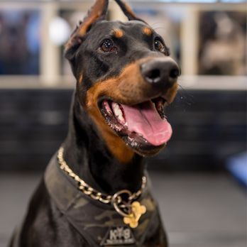 Bay Area K9 Association - Cas - Pet Training Near Me - Santa Clara, California