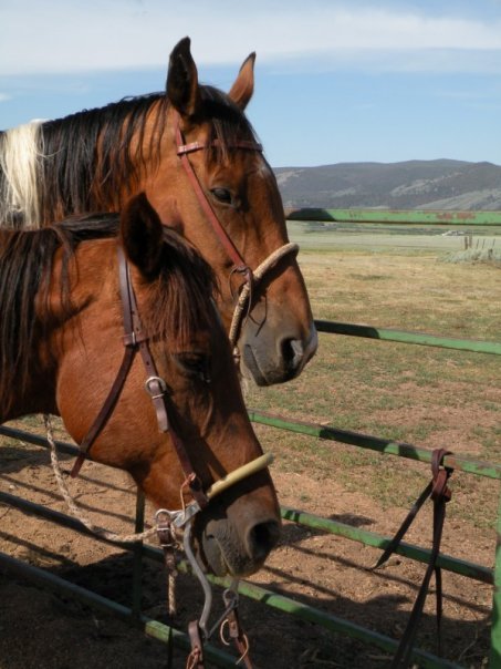 E and H Guide Service - equestrian in Laramie, WY