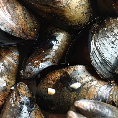 Carr's Oyster Bar by null
