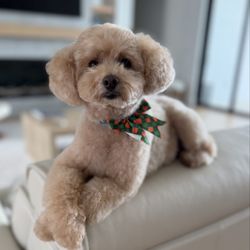 Doggy D'Tails
