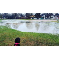 Oriole Park / Neshama Playground - Oriole park/swamp :(