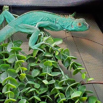 Underground Reptiles - Baby blue axanthic - Reptile Shops Near Me - Deerfield Beach, Florida Underground Reptiles - Baby blue axanthic - Reptile Shops Near Me - Deerfield Beach, Florida