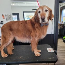 Happy Paws Pet Salon